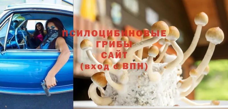 где можно купить   Дивногорск  Псилоцибиновые грибы Magic Shrooms 